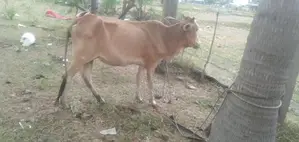நாகு மாடு