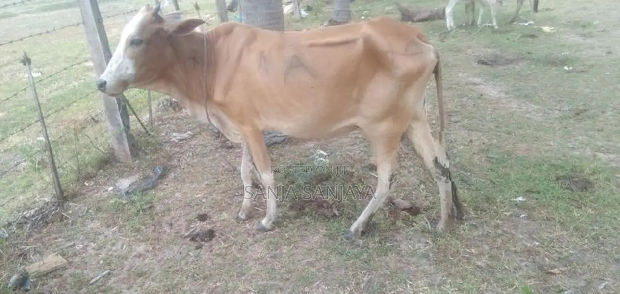 நாகு மாடு