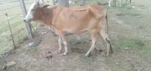 நாகு மாடு