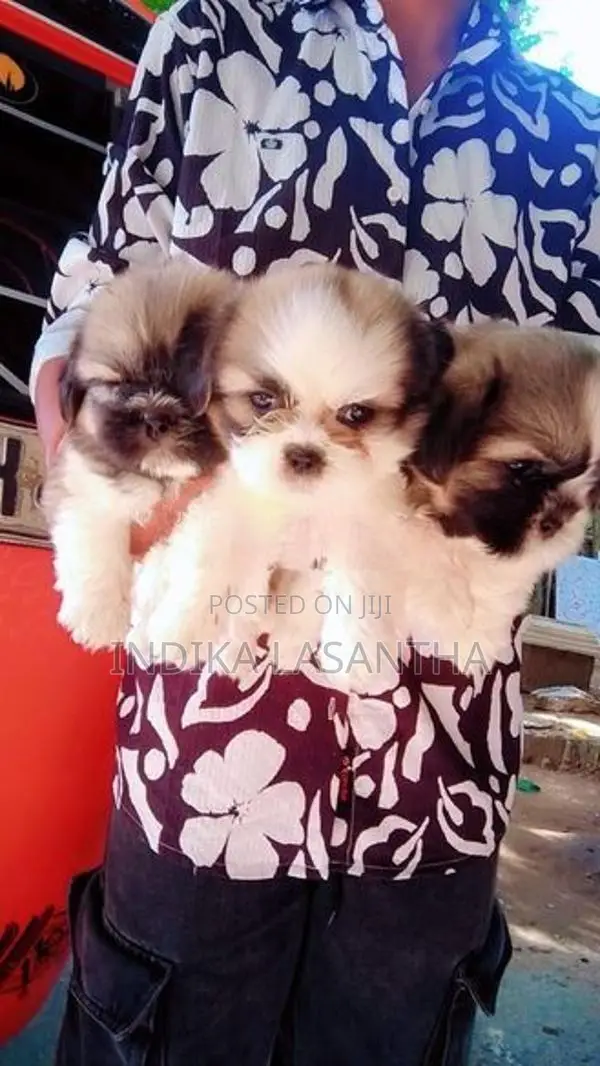 Shih Tzu Puppies