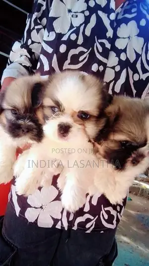 Shih Tzu Puppies