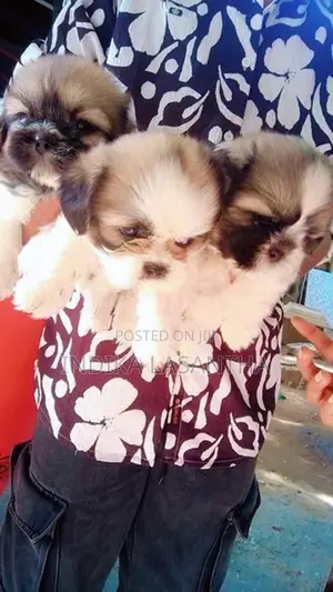 Shih Tzu Puppies