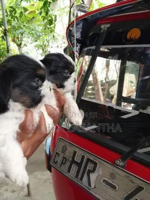 Shih Tzu Puppies