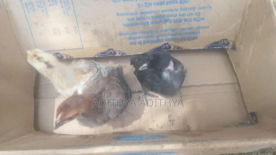 ගම් කුකුල් පැටවු