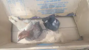 ගම් කුකුල් පැටවු