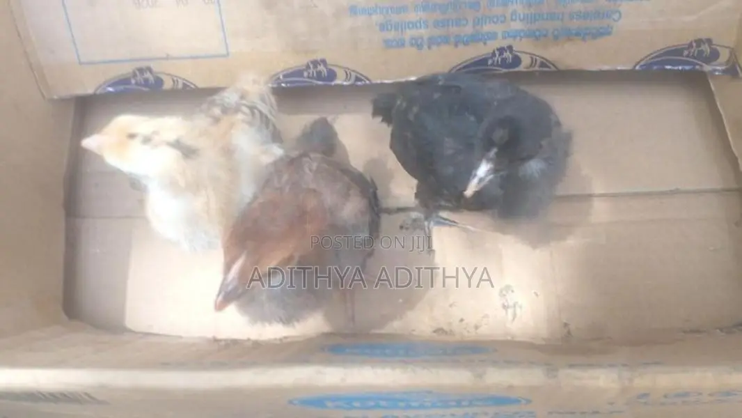 ගම් කුකුල් පැටවු