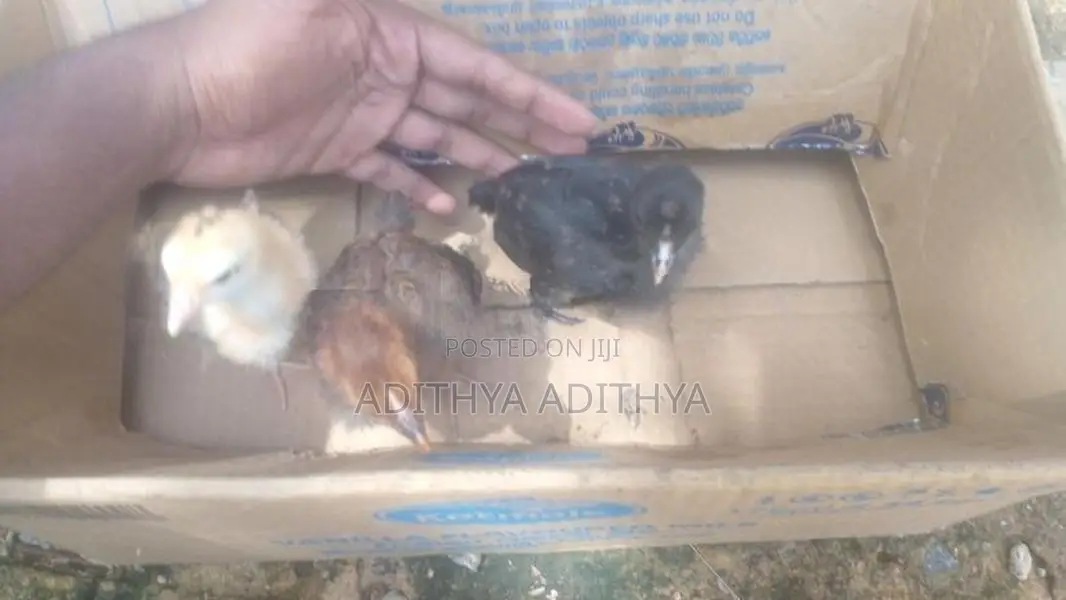 ගම් කුකුල් පැටවු