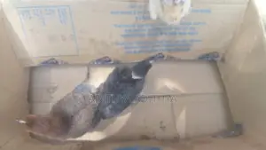 ගම් කුකුල් පැටවු