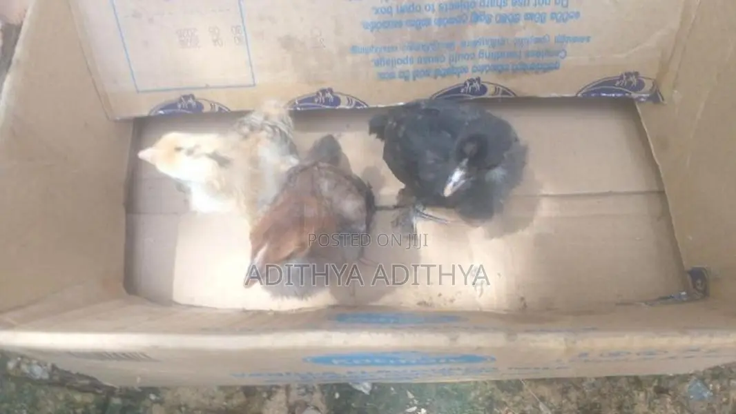 ගම් කුකුල් පැටවු
