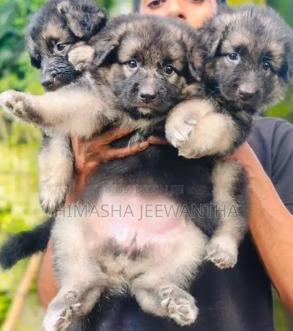 German Shepherd Long Coat Puppy