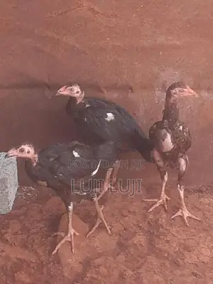 வெள்ளடியன் குஞ்சு