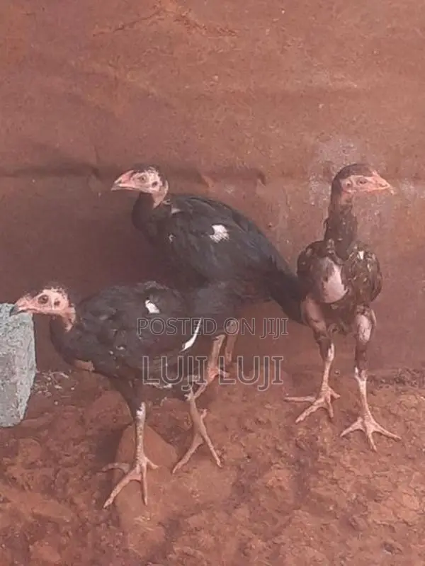 வெள்ளடியன் குஞ்சு