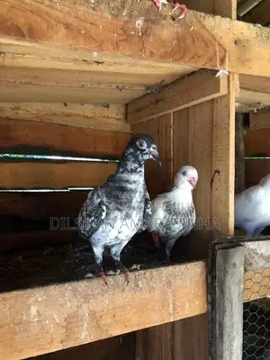 Pigeon