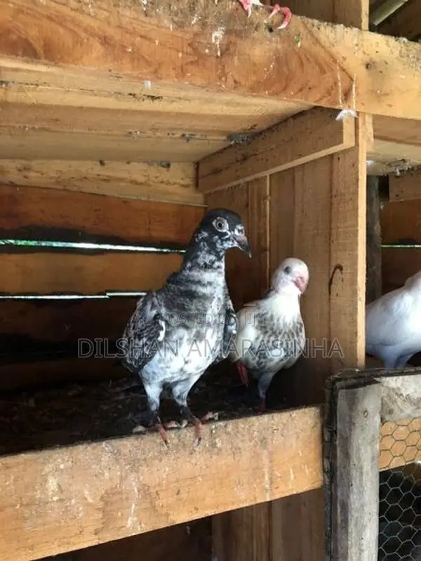 Pigeon