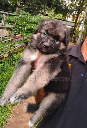 German Shepherd Long Coat Puppy