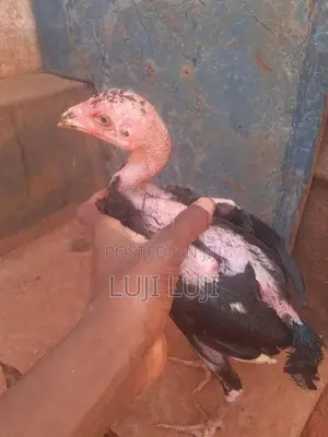 வெள்ளடியன் குஞ்சு