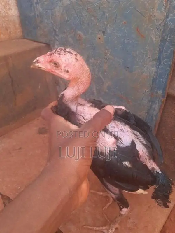 வெள்ளடியன் குஞ்சு