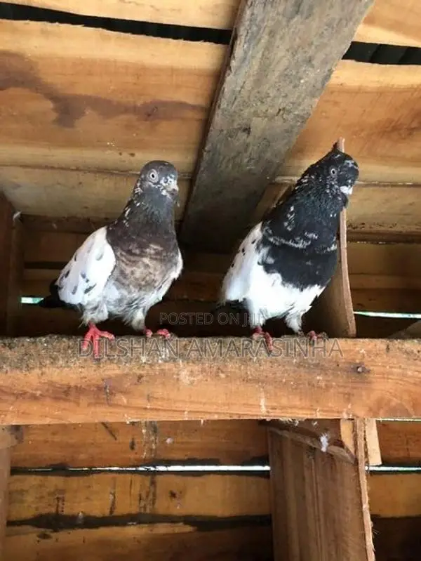 Pigeon