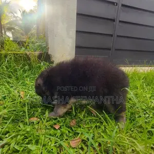 German Shepherd Long Coat Puppy