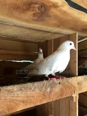 Pigeon