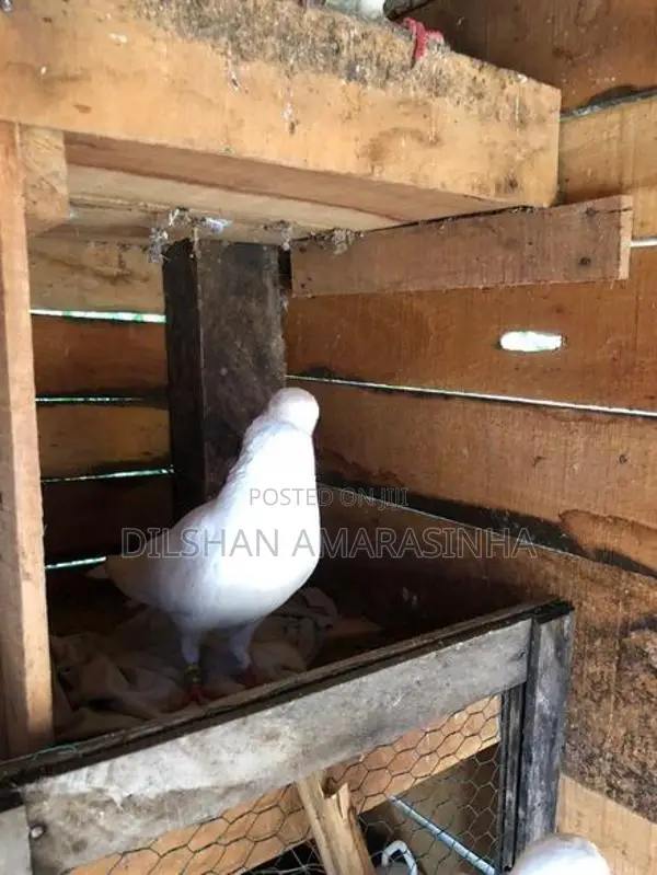 Pigeon