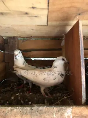 Pigeon