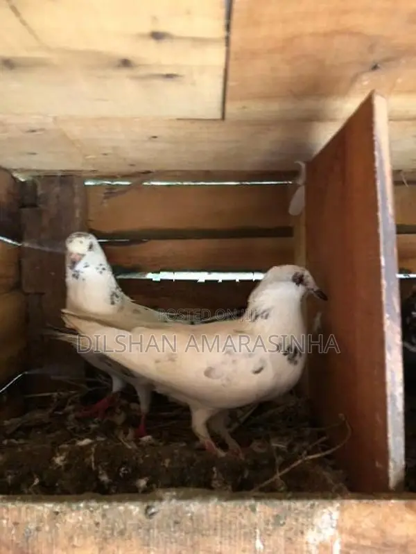 Pigeon