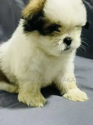 Shih Tzu Puppy