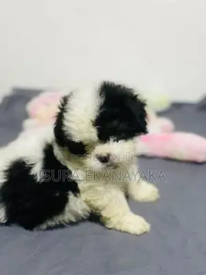 Shih Tzu Puppy