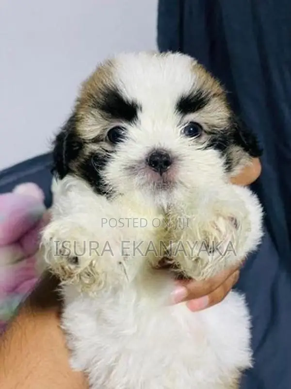 Shih Tzu Puppy