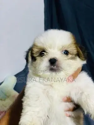 Shih Tzu Puppy