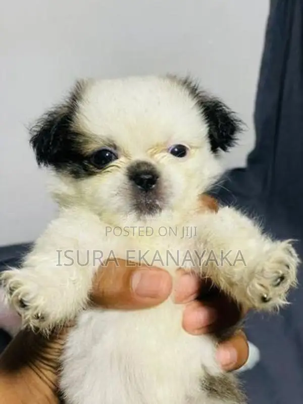 Shih Tzu Puppy