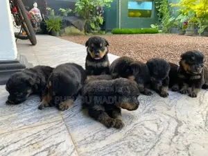 Rottweiler Puppies
