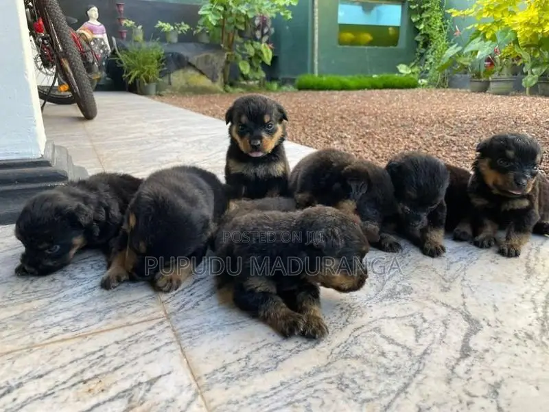 Rottweiler Puppies
