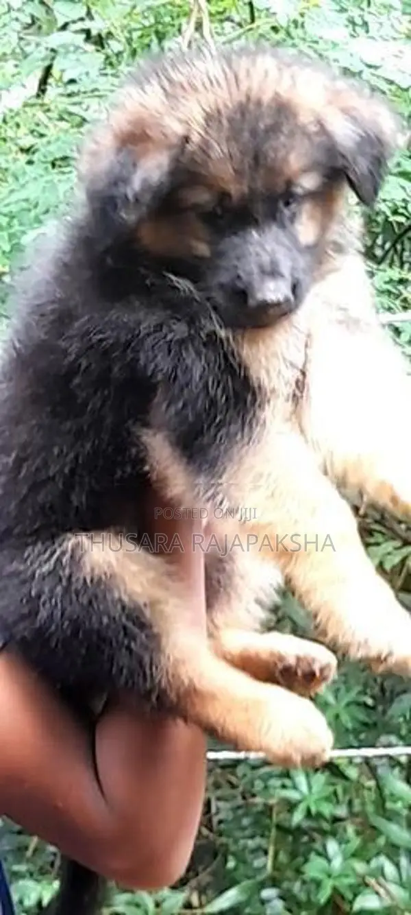 German Shepherd Long Coat Puppy