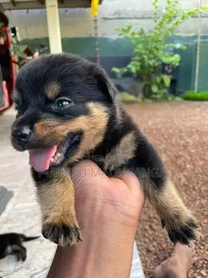 Rottweiler Puppies