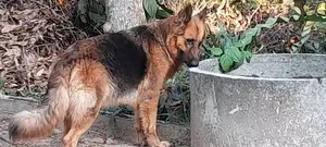German Shepherd Long Coat Puppy