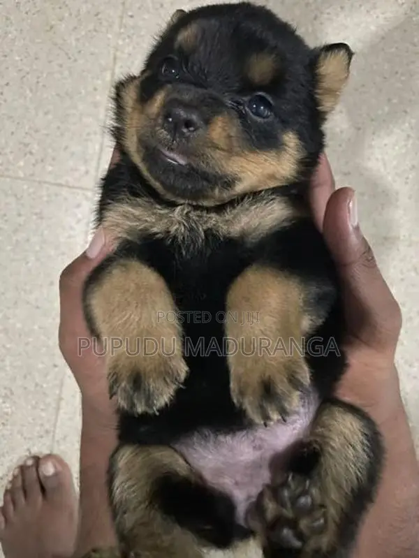 Rottweiler Puppies
