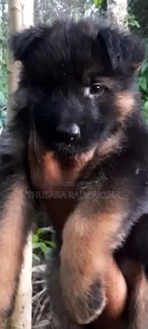 German Shepherd Long Coat Puppy