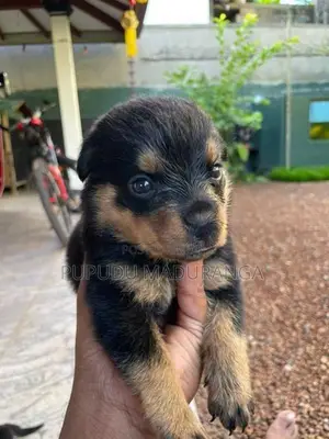 Rottweiler Puppies