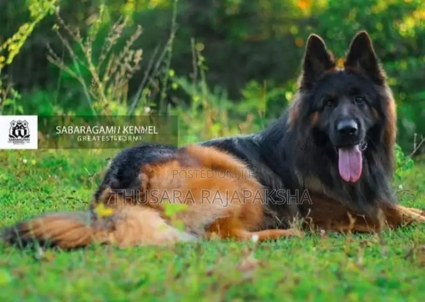 German Shepherd Long Coat Puppy