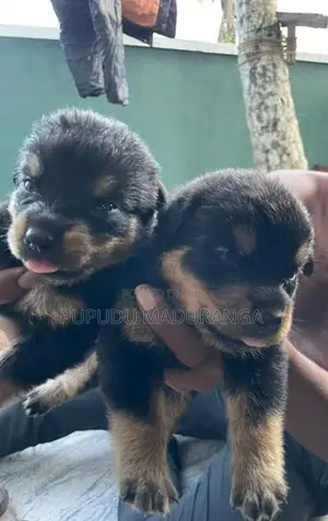 Rottweiler Puppies