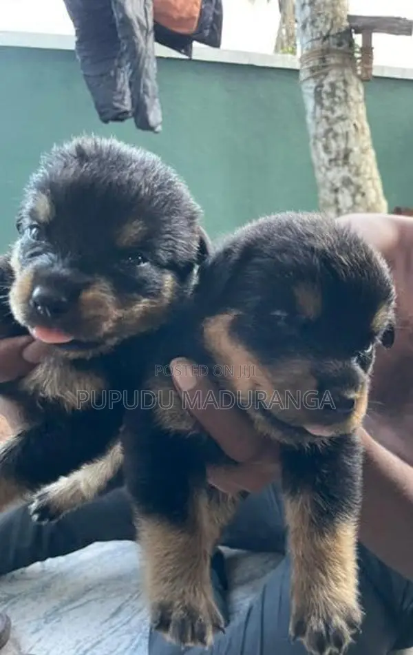 Rottweiler Puppies