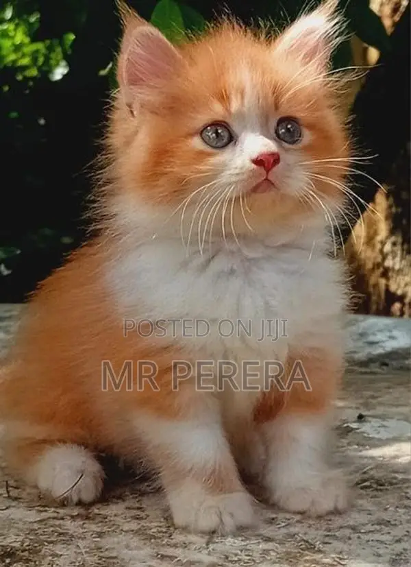 Persian Cat
