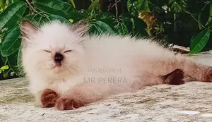 Persian Cat