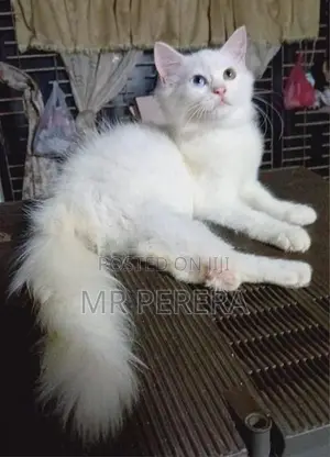 Persian Cat