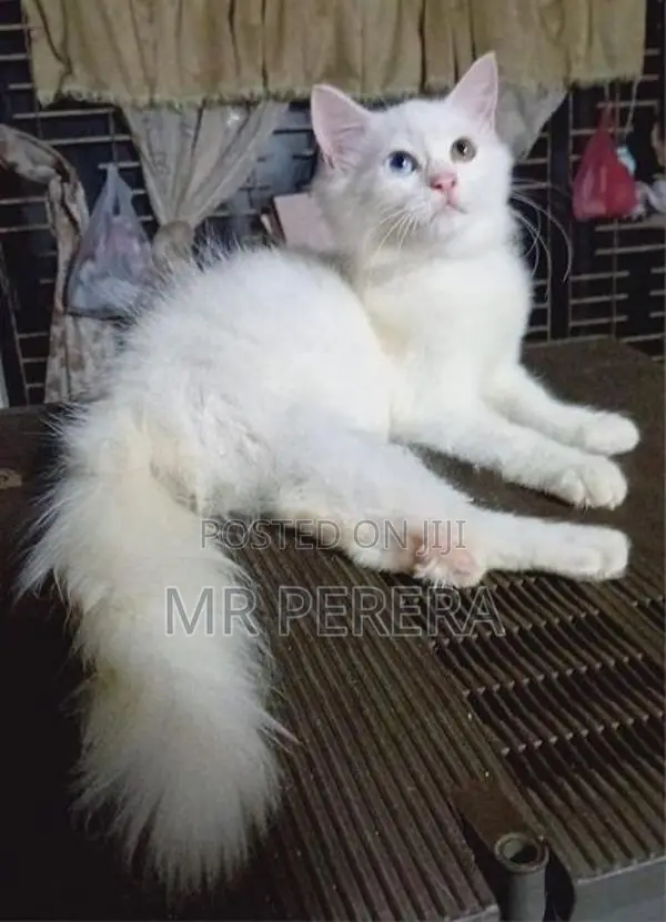 Persian Cat