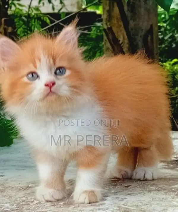 Persian Cat
