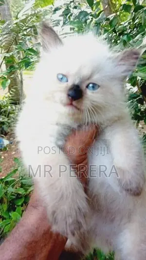 Persian Cat