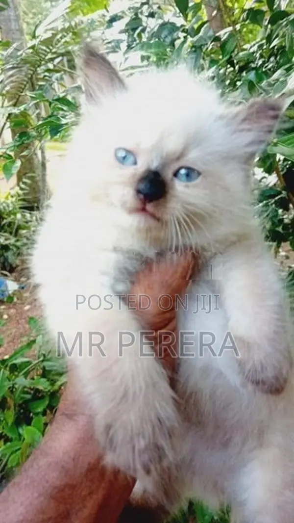 Persian Cat